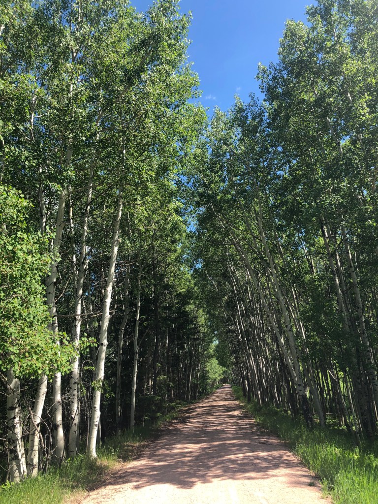 The sun casts dappled shadows through a corridor of quaking aspen on the George S. Mickelson Trail outside of Lead, South Dakota.